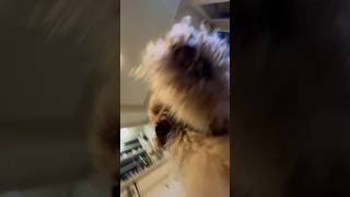 dog dances to the fugees [upl. by Irot]