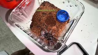 Aphonopelma sp diamondback and Grammostola pulcratarantula feeding GagambangBahayExoticsTV [upl. by Amati]