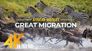 4K African Wildlife  Great Migration from the Serengeti to the Maasai Mara Kenya 2160p 4k [upl. by Hoyt]