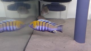 MALAWI CICHLIDS CYNOTILAPIA ZEBROIDES COBUE F1 [upl. by Esile]