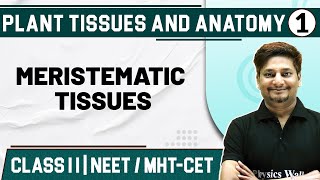 PLANT TISSUES amp ANATOMY 01  Meristematic amp Permanent Tissues  Botany  Class 11HSCNEETMHTCET [upl. by Latouche]