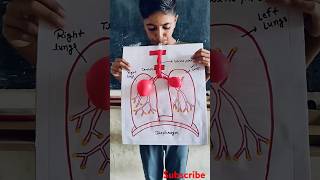 Respiratory system model  Class 7th experiment science memes viralvideo shorts trollface [upl. by Peterman]