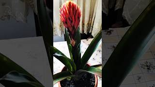 Guzmania propagation nature garden plants propagation music instrumental song [upl. by Bowne259]