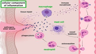 The Inflammatory Response [upl. by Lyons604]