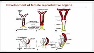 Development of the genital system [upl. by Casimire543]