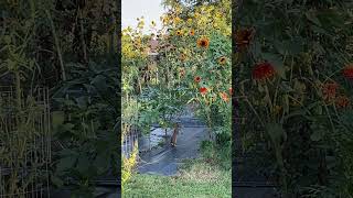 Cottontails Sunflowers And A Morning Glory Vine nature easterncottontail wildlife [upl. by Fazeli]