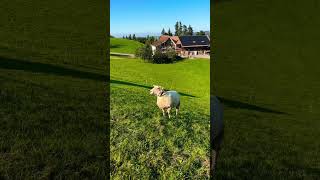 Appenzell 🇨🇭 Switzerland swiss nature [upl. by Ecerahc]