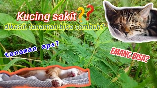 Mengobati Kucing Sakit Dengan Tanaman Sekitar Kita [upl. by Ainak682]