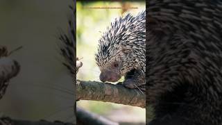 Le Coendou prehensilis aussi appelé porcépic arboricole à queue préhensileanimaux educatifshort [upl. by Notterb301]