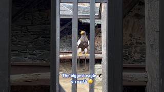 Amazing Stellers sea eagle 🦅 the biggest living eagle on earth 🌍 naturelovers shortsviral [upl. by Enovahs]