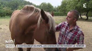 LE FEUILLETON  À ChâteauneufduPape les chevaux entretiennent le terroir [upl. by Mahoney]