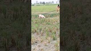 HUNTING QUAIL BEST ENGLISH POINTER DOG … NETING QUAIL IN PAKISTAN 2024 shorts [upl. by Alebasi233]