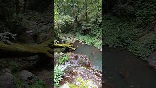 Araucaria Falls Track  Lower Waterfall  Main Range National Park  Walk Near Brisbane Australia [upl. by Ferriter817]