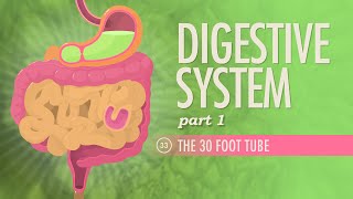 Digestive System Part 1 Crash Course Anatomy amp Physiology 33 [upl. by Aneertak]