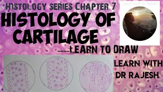 HISTOLOGY OF CARTILAGE HYALINE ELASTIC amp WHITE FIBRO CARTILAGE  Histology Series Chapter 7 [upl. by Rramo]