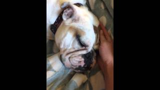 Idiopathic head tremors in English bulldog [upl. by Braswell]