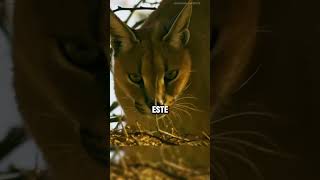 Impresionante lince cazando pajaritos 😱 faunasalvaje fauna animales [upl. by Eoz]