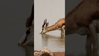 Graceful Springbok Sips Serenity at Etosha National Parks Waterhole [upl. by Armbrecht]