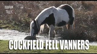 Cockfield Fell Horses  Irish Cob  Vanners  Co Durham [upl. by Notnroht620]