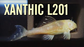 My SUPER RARE Xanthic L201 Snowball Plecos [upl. by Llennhoj]