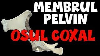 Coxalul  Membrul Pelvin  Osteologie Medicina Veterinara [upl. by Lalita]