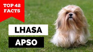 99 of Lhasa Apso Owners Dont Know This [upl. by Ainel]