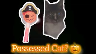 Possessed Cat 🎃 [upl. by Dorinda]