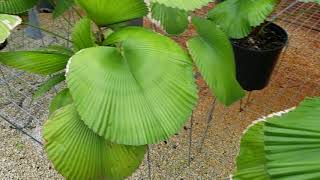 Licuala cordata  RARE Palm From Borneo [upl. by Leimaj440]