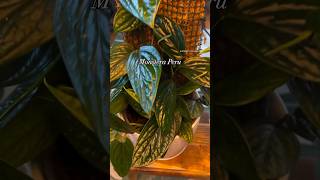 Making a Moss pole for my Monstera Peru houseplants plantcare plantmaintenance [upl. by Halima]