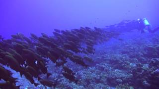 Wall of Sharks  Fakarava South Pass Tomakohua  le mur de requins Fakarava Polynésie Française [upl. by Alolomo]