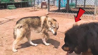 Can a Tibetan Mastiff take down a wolf [upl. by Eenar996]