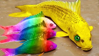 Pescando peces de colores rana gigante anguila colorida  Stop Motion Lucu ASMR Primitive Cooking [upl. by Noremmac]