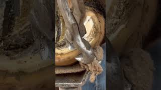 Trimming horse hoof shorts youtubeshorts asmr horse hoofrepairing animalshorts [upl. by Salomi]