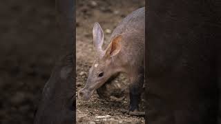 Cool Facts About Aardvarks  Shorts facts [upl. by Anniram]