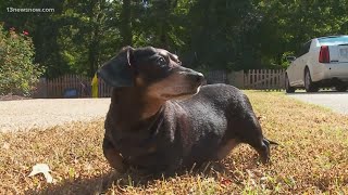 Firefighters save dog that fell into old well in Virginia Beach [upl. by Zebe49]