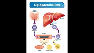 LIPID METABOLISM Biochemistry Session 1Lipid Digestion [upl. by Amargo27]