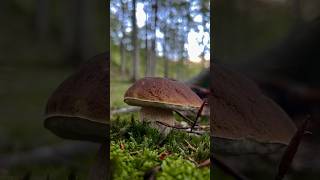 Un PORCINO DURO come un SASSO 😍 funghiporcini funghi boletus boletusedulis porcini porcino [upl. by Analos]