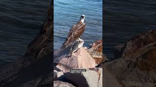 White Bellied Sea Eagle with lunch lakemacquarie seabirds [upl. by Any]