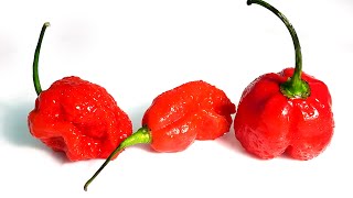 Worlds Hottest Pepper Cant Mold [upl. by Annawot20]