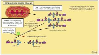 03 Anabolismo heterótrofo de lípidos [upl. by Xeno430]