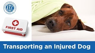 Transporting an Injured Dog  Vet Tips with Dr Klein [upl. by Lardner]