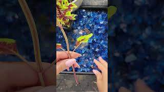 Grow a COLEUS from cuttings Easy Coleus propagation in water [upl. by Essie699]