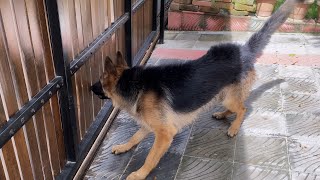 German Shepherd Dog Barking  9 months old Alveen [upl. by Vod]