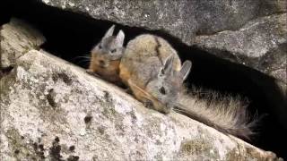 Machu Picchu Viscachas [upl. by Bernadine836]