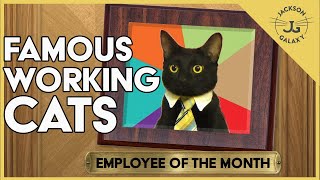 Top 10 Working Cats with Jobs [upl. by Zeb]