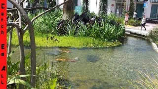 CITY FISHING WEIRD FISH in Urban Locations [upl. by Acinorav]