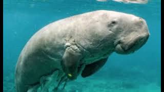 dugong sounds [upl. by Naesal]