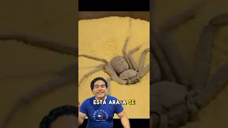 Araña Sicarius se oculta en la arena 🕷️  wildlife facts foryou parati viralvideo fypシ゚viral [upl. by Amikay735]