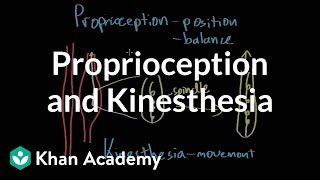 Proprioception and kinesthesia  Processing the Environment  MCAT  Khan Academy [upl. by Collimore]