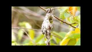 Sahul Olivebacked Sunbird [upl. by Annuaerb172]